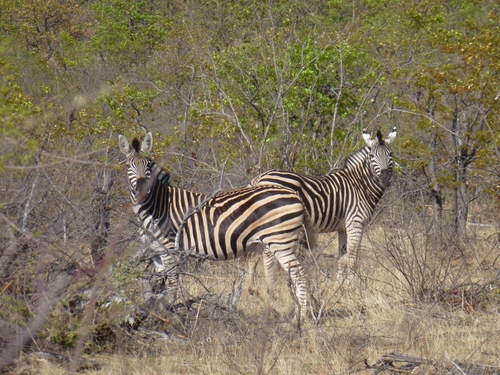 Chapman's Zebra