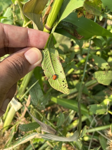 Convergent Lady Beetle