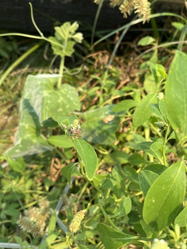 Western Honey Bee