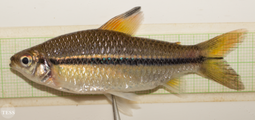 One-lined African Tetra