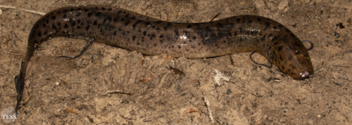 Spotted African Lungfish