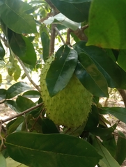 Annona muricata image