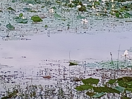 Sacred Lotus