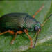 Colaspis bridarollii - Photo (c) RAP, all rights reserved, uploaded by RAP