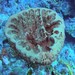 Leathery Barrel Sponge - Photo (c) Bobi Amendola Torres, all rights reserved, uploaded by Bobi Amendola Torres