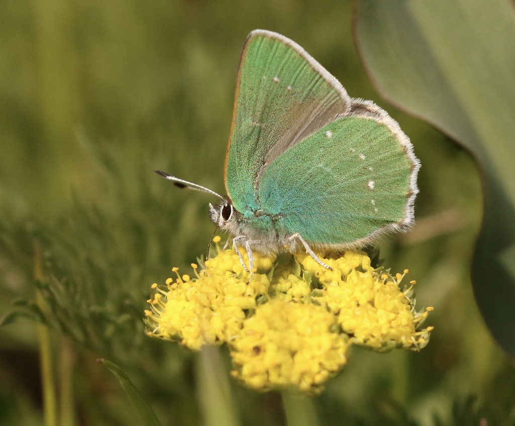 Green Hairstreak
