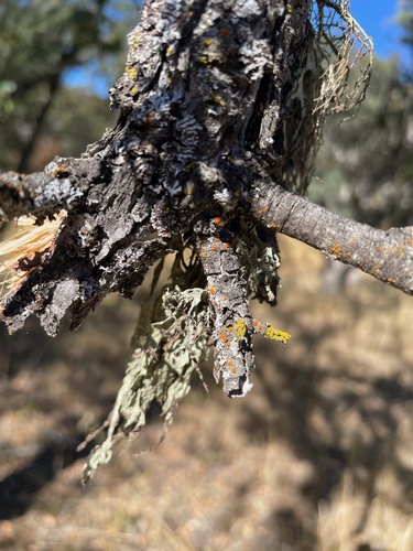 iNaturalist observation photo of sunburst lichens, firedots, and allies