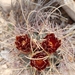 Chihuahuan Fishhook Cactus - Photo (c) behr, all rights reserved, uploaded by behr