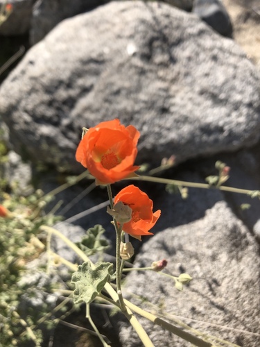 iNaturalist observation photo of apricot globemallow