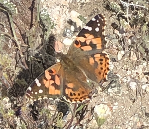 iNaturalist observation photo of Painted Lady