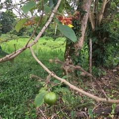 Image of Gmelina arborea