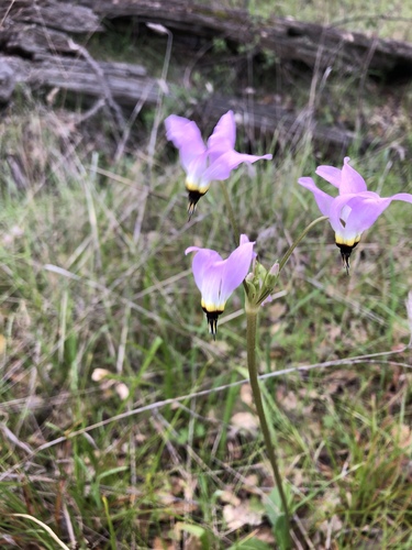 iNaturalist observation photo of Padre's Shooting Star