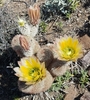 Hedgehog Cactuses - Photo (c) Alejandra Salinas, all rights reserved, uploaded by Alejandra Salinas