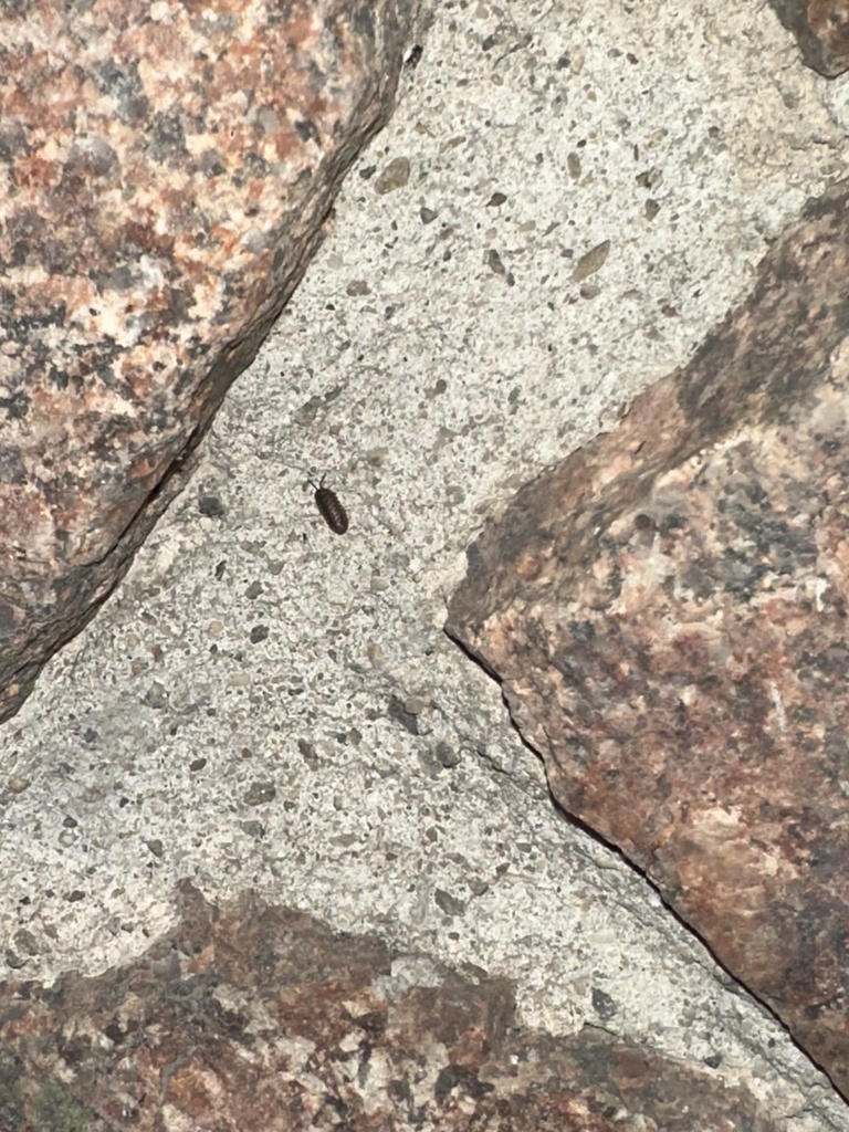 Woolice Rocks Woodlice, Pillbugs, and Rock Slaters from Middlesex County, US-MA, US ...