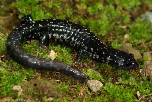 Northern Slimy Salamander
