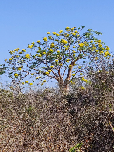 Delonix floribunda