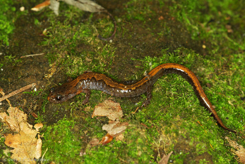 Northern Zigzag Salamander