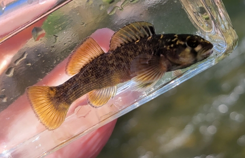 Greenfin Darter