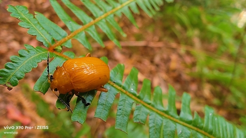 Podontia lutea