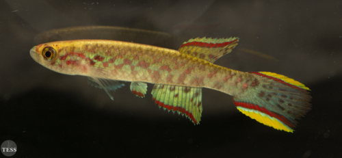 Scriptaphyosemion liberiense