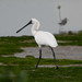 Black-faced Spoonbill - Photo (c) WK Cheng, all rights reserved, uploaded by WK Cheng