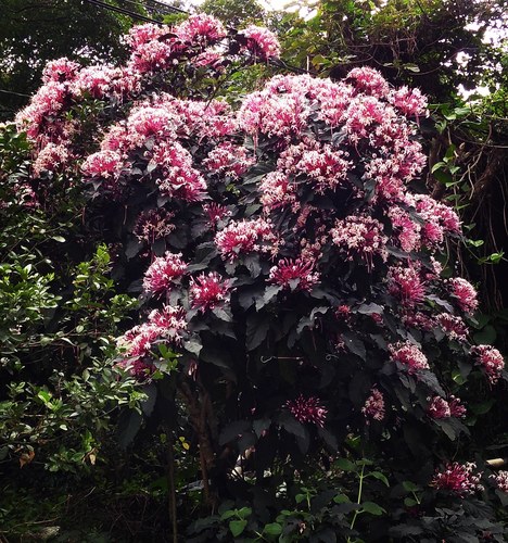 Starburst Bush