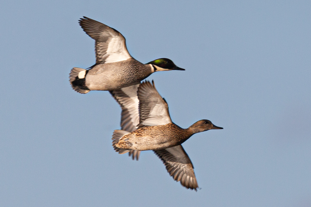 Falcated Duck in April 2023 by Павел Петрушин · iNaturalist