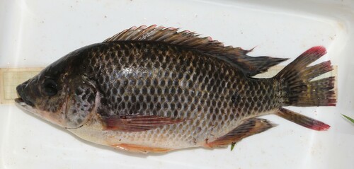 Oreochromis angolensis