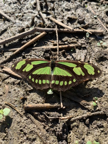 Philaethria wernickei