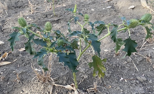 jimsonweed