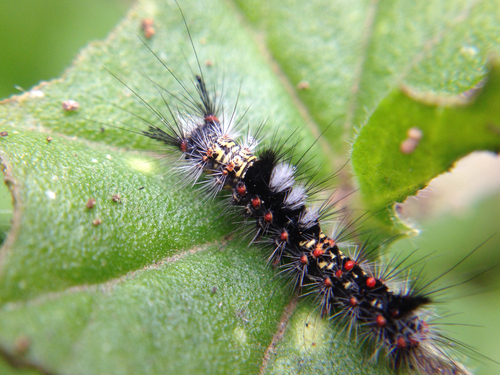 Western Tussock Moth