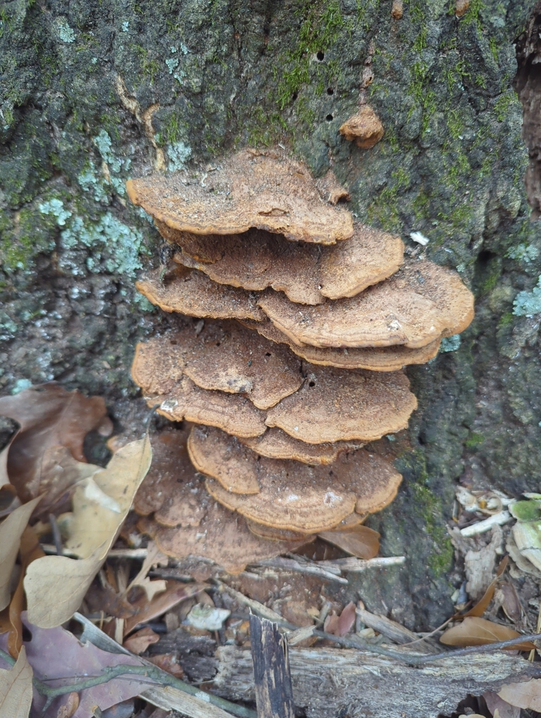 Mustard Yellow Polypore from Greenville, SC 29609, USA on November 10 ...