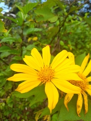 Tithonia diversifolia image