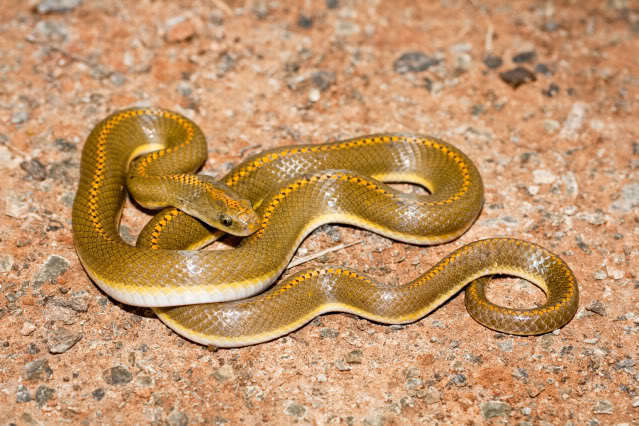 Lamprophis aurora - Aurora House Snake