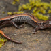 Western Red-backed Salamander - Photo (c) spencer_riffle, all rights reserved, uploaded by spencer_riffle