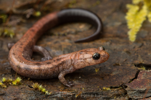 Del Norte Salamander