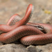 Forest Sharp-tailed Snake - Photo (c) spencer_riffle, all rights reserved, uploaded by spencer_riffle
