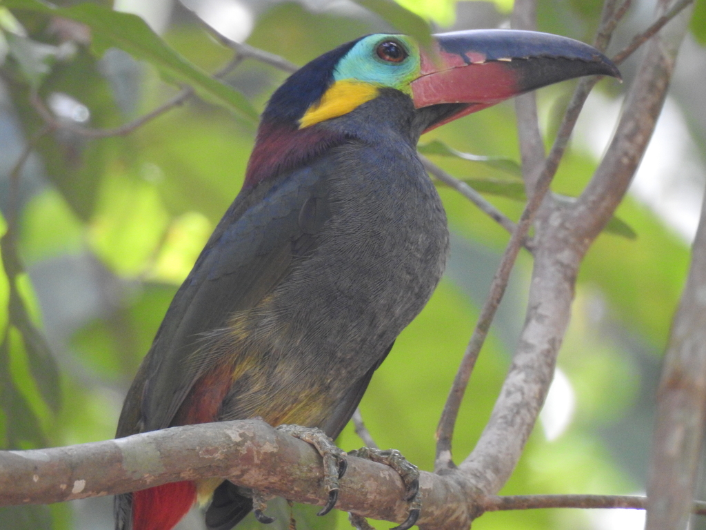 Photos Of Guianan Toucanet Selenidera Piperivora Inaturalist