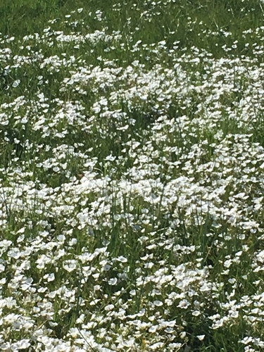 iNaturalist observation photo of Meadowfoams