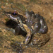 Cordillera Fingered Poison Frog - Photo (c) Cesar Barrio-Amorós, all rights reserved