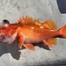 Rosethorn Rockfish - Photo (c) prickly_sculpin, all rights reserved, uploaded by prickly_sculpin