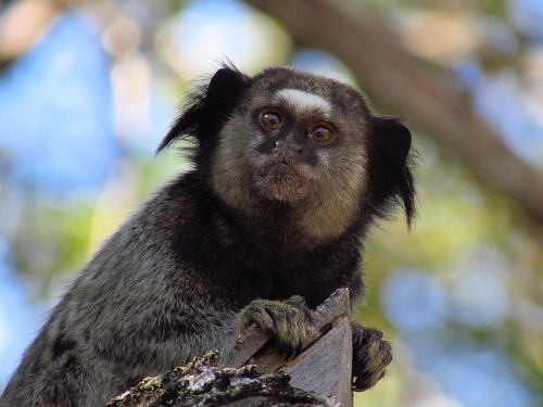 Black-tufted-ear Marmoset