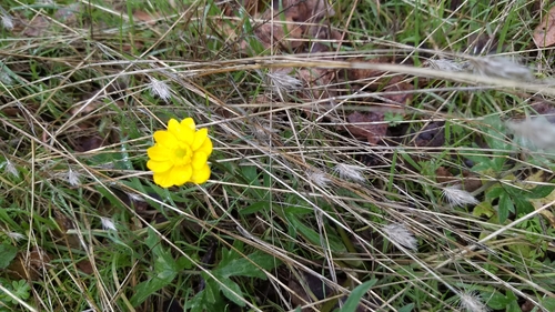 iNaturalist observation photo of California buttercup