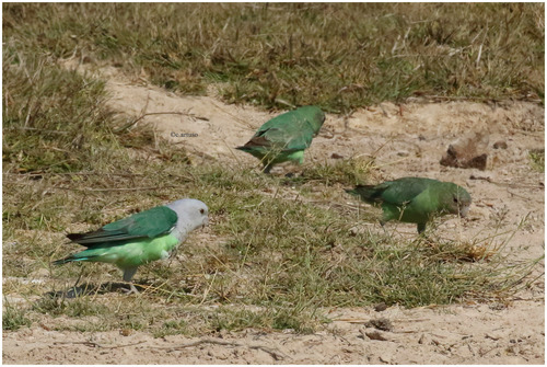 Grey-headed Lovebird