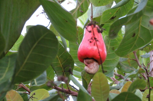 Anacardium occidentale - Whole tree