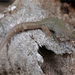 Desert Night Lizard - Photo (c) Jake Scott, all rights reserved, uploaded by Jake Scott