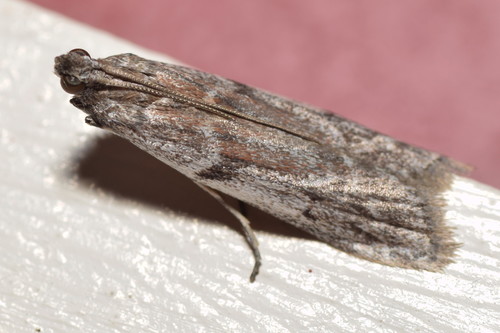 Patagoniodes farinaria (Turner, 1904)