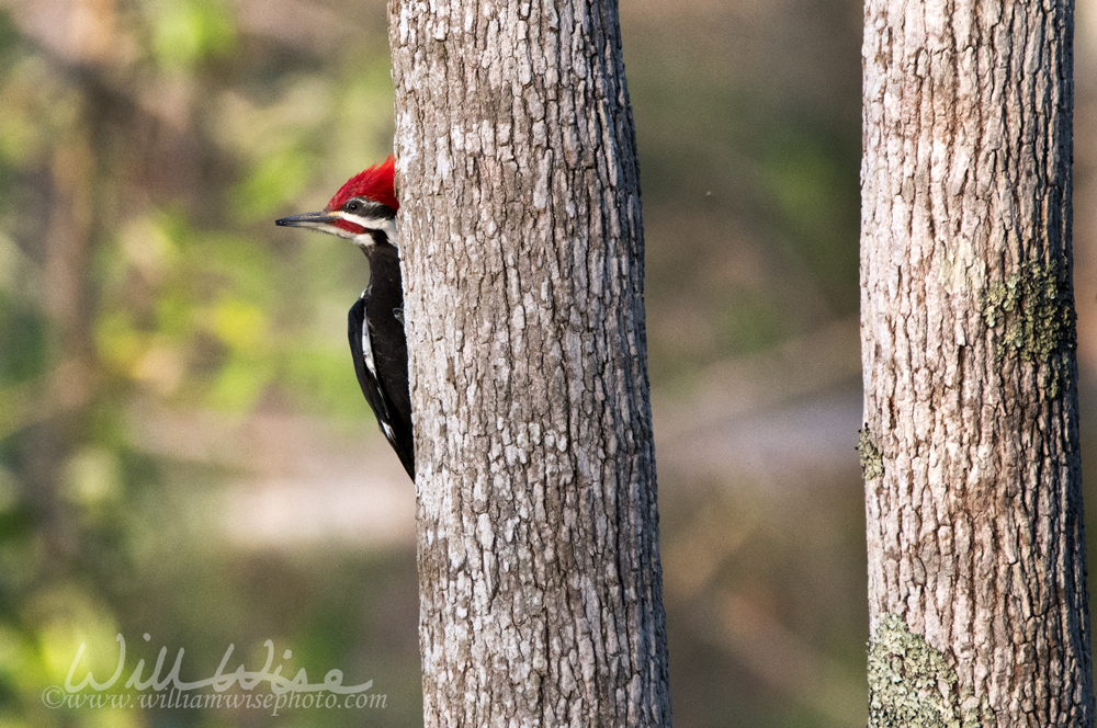 Pileated Woodpecker in Okefenokee Swamp