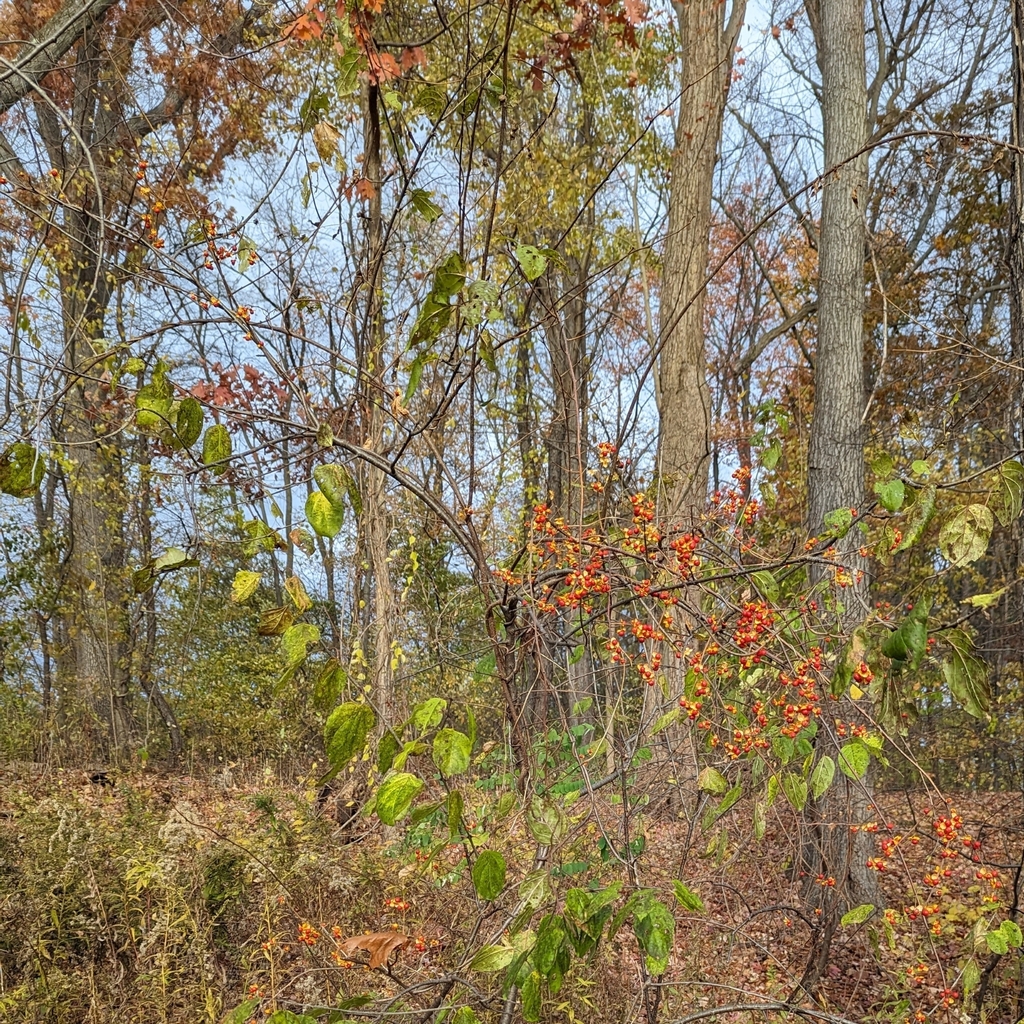 Oriental bittersweet from Grounds Building, Albany, NY 12206, USA on