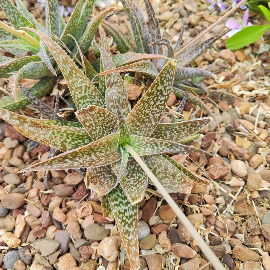 Aloe rauhii  iNaturalist